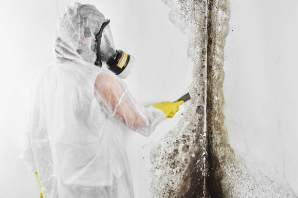 Mold Remediation for Rental Properties in Louisville, CO