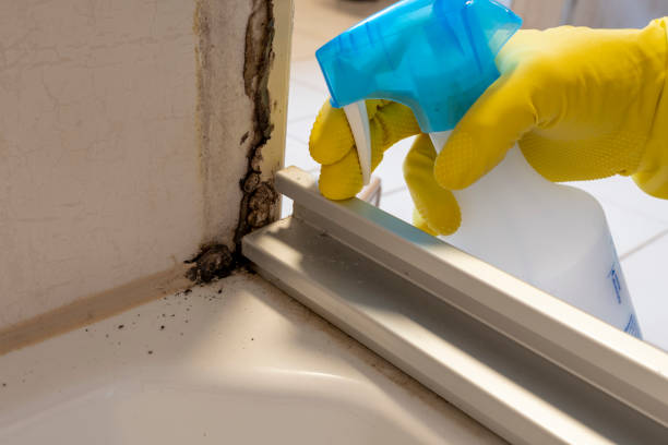 Mold Remediation for Vacation Homes in Louisville, CO